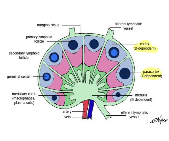 <p>filter lymph fluid from draining tissue</p><p>B cells concentrated in follicles and cortex</p><ul><li><p>form germinal centers after B cells activated</p></li></ul><p>T cells concentrated in paracortex</p><p></p>