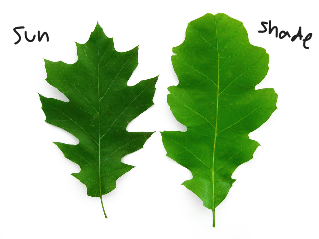 <ul><li><p>large tree</p></li><li><p>“sun leaves” - strongly lobed, dark green, smooth</p></li><li><p>“shade leaves” - irregular in shape, hairy</p></li></ul><p></p>