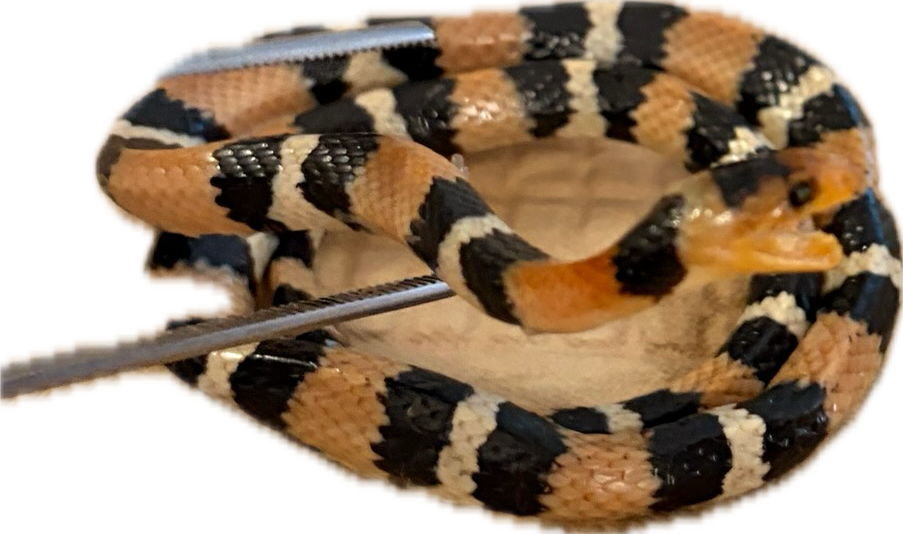 <ul><li><p>Striped belly</p></li></ul><p></p>