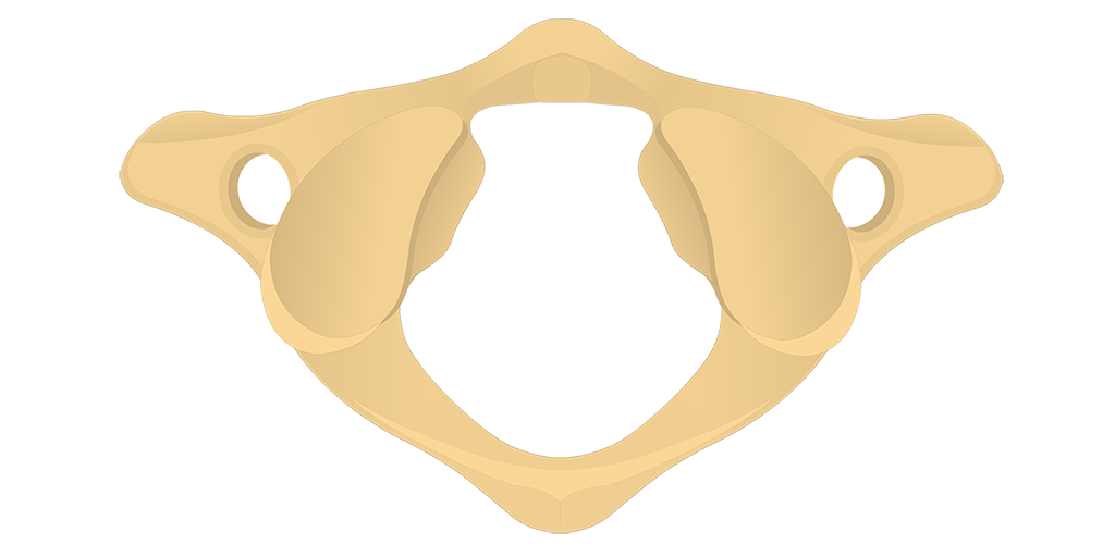 <p>The first cervical vertebra; articulates with the skull</p>