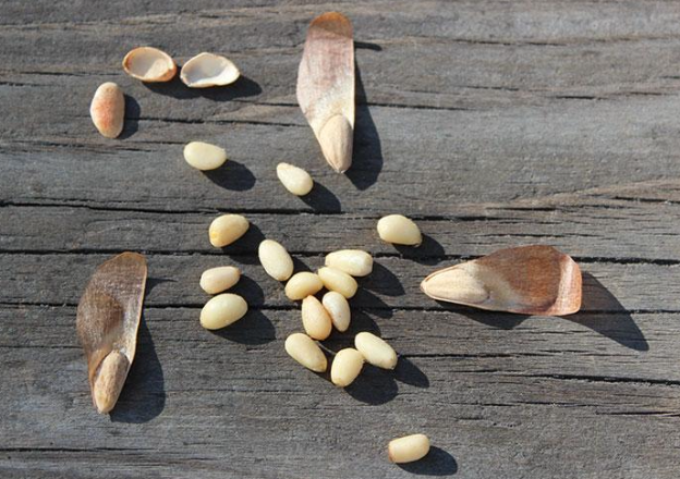 <p>Identify the wings of seeds and state the function of seed wings.</p>