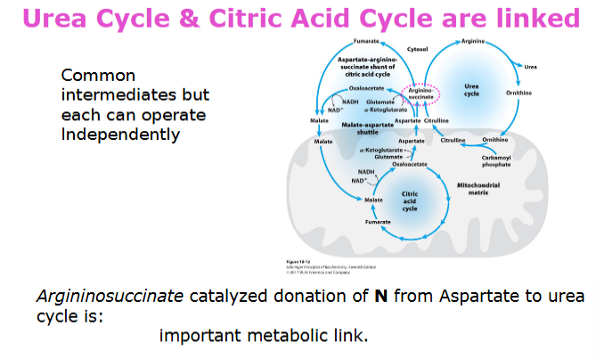 <p>Acknowledge the chart. “O<span style="color: rgb(255, 255, 255);">rdinarily, Careless Crappers Are Also Frivolous About Urination” Ornithine, Carbamoyl phosphate, Citrulline, Aspartate,<br>Arginosuccinate, Fumarate, Arginine, Urea</span></p>