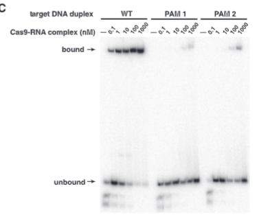 <p>explain fig 4Cjinik</p>
