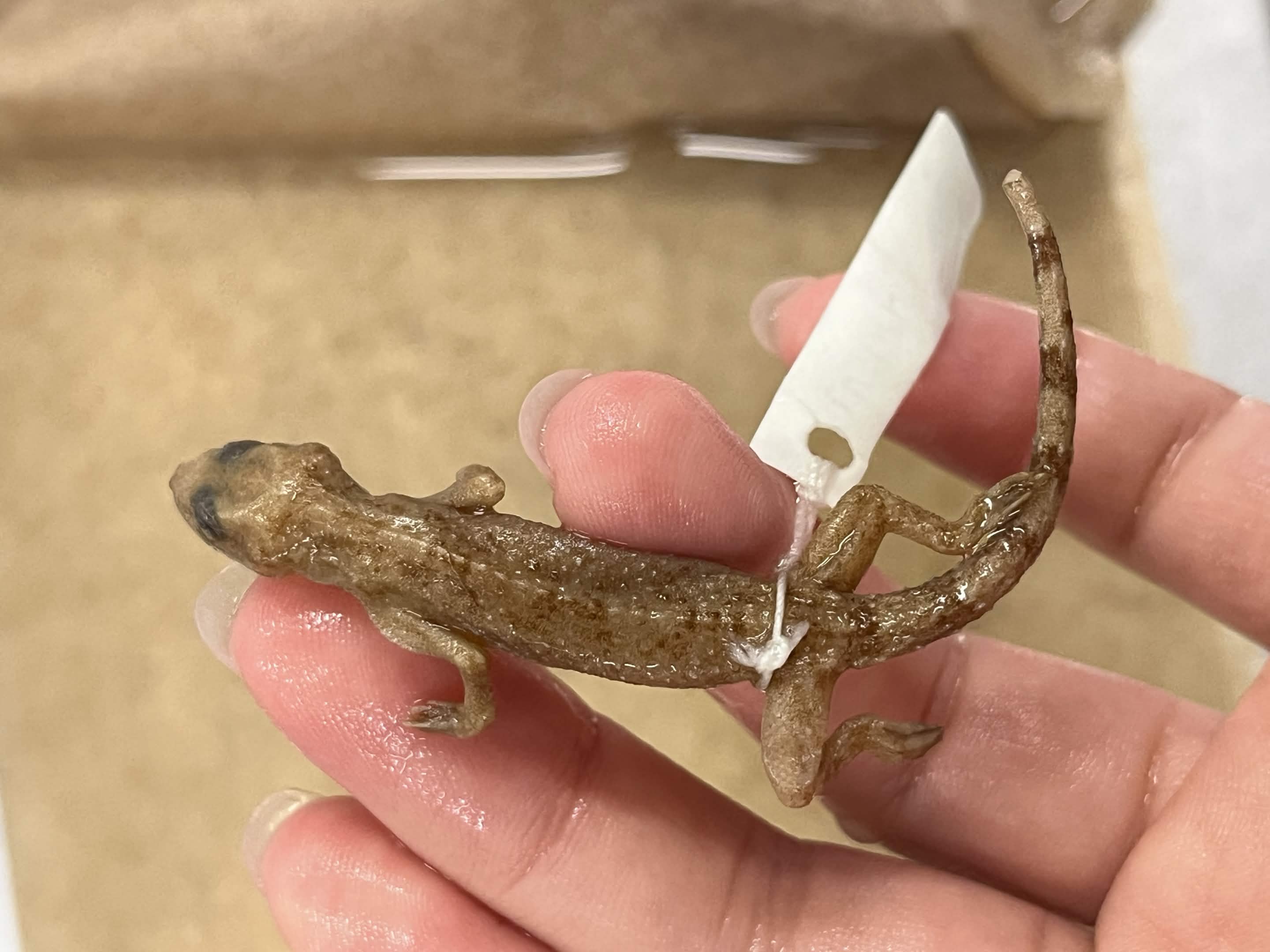 <p>Family + Species?</p><ul><li><p>No eyelids</p></li><li><p><strong>Leaf Toes</strong></p></li></ul><p></p>