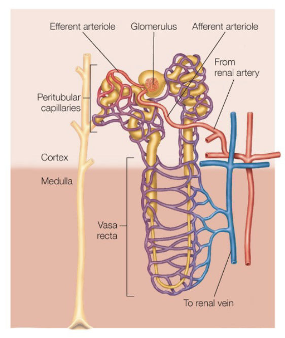 <ul><li><p>nephron (work force of the kidney)</p></li><li><p>filtration</p><ul><li><p>from blood to nephron using <u>bulk flow</u></p></li></ul></li><li><p>reabsorption</p><ul><li><p>nephron to blood by selective transport</p></li></ul></li><li><p>secretion</p><ul><li><p>from blood to nephron by <u>selective transport</u></p></li></ul></li><li><p>excretion</p><ul><li><p>leaving body (E = +F - R + S)</p></li></ul></li></ul><p>[anything in blood is staying inside the organism, anything in the nephron will eventually go into the urine and leave the body]</p>