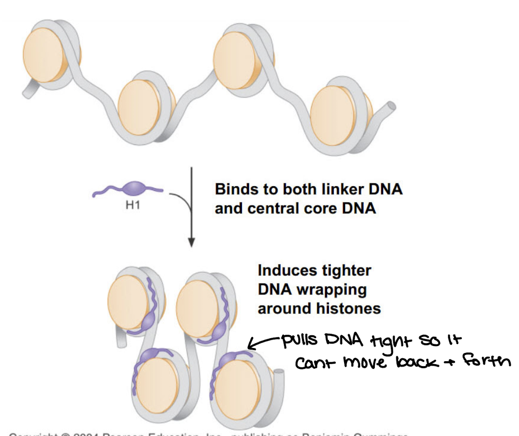 <p>Binds linker DNA and portion of 146 BP core histone</p><p>induces compaction of DNA</p>