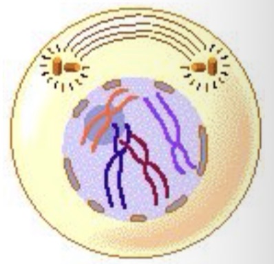 <ul><li><p>pro = before=first</p></li><li><p>Chromosomes coil (condense) and thicken</p></li><li><p>Nuclear membrane disappears</p></li><li><p>Centrioles start to move to opposite poles of the cell</p></li><li><p>Spindle fibres start to form, originating from the centrioles</p></li></ul><p></p>
