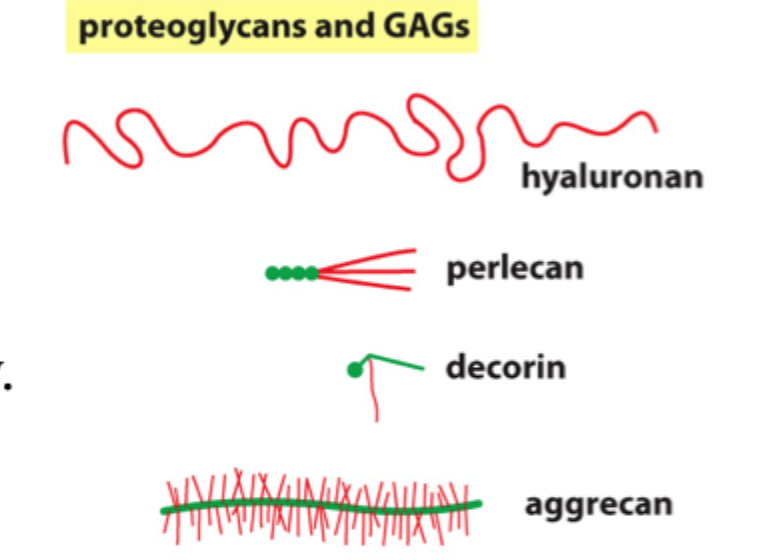 <p>Hvad er <strong>glycosaminoglycans, GAGs</strong>?</p>