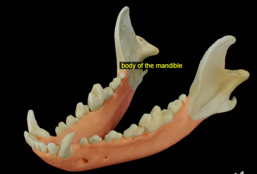 <p>• The mandibles are paired and joined on the ventral rostral midline at the mandibular symphysis (next slide)</p>