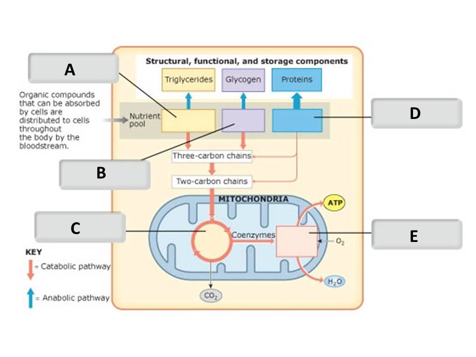 <p>Identify the nutrient pool molecules labeled "A".</p><p> </p><p>fatty acids</p><p> </p><p>amino acids</p><p> </p><p>glucose</p><p> </p><p>citric acid cycle</p>