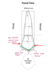<p>From the buccal view, most premolar contact areas are convex and the distal contact is more ____________.</p>