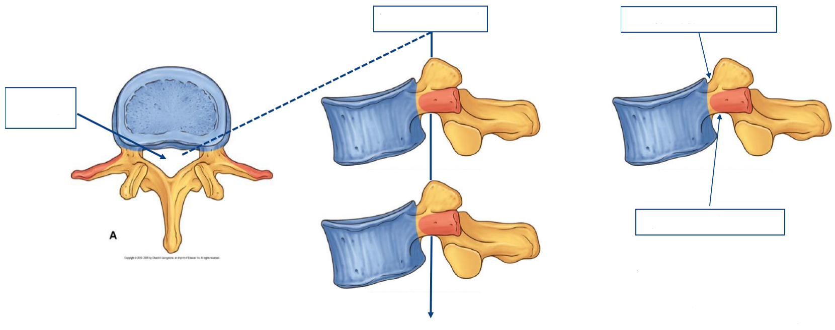 <p>Label the following diagram</p>