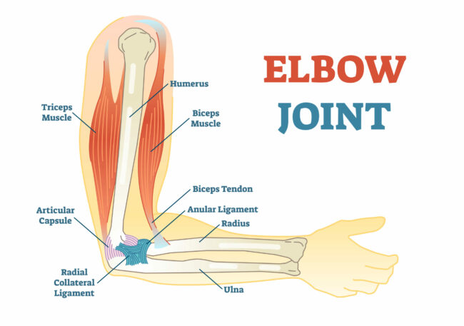 <p>prevents varus (medial angulation) at elbow </p>