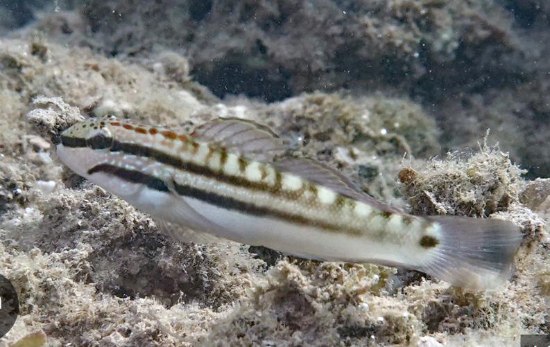 <p>Amblygobius bynoensis</p>