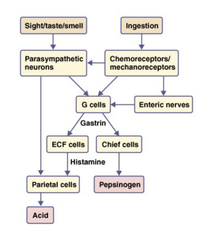 <p>enzymes</p><ul><li><p>help to chemically digest food</p></li></ul><p>hormones → communication, send signals between GI tract and brain</p><ul><li><p><em>gastrin (histamine) -</em> ↑ acid production in stomach</p><ul><li><p>produced by stomach </p></li></ul></li><li><p><em>VIP (vasoactive intestinal peptide)</em></p><ul><li><p>produced by intestine</p></li></ul></li><li><p><em>somatostatin</em> - ↓ acid production</p><ul><li><p>produced by stomach</p></li></ul></li><li><p><em>GIP (gastric inhibitory peptide)</em> - ↓ acid and motility in stomach, ↑ insulin production</p><ul><li><p>produced by intestine</p></li></ul></li><li><p><em>secretin</em> - ↓ acid production</p><ul><li><p>produced by intestine</p></li></ul></li></ul><p>other → range of functions</p><ul><li><p>acid (immune and digestion), bicarbonate (neutralize acid released from another area)</p></li></ul><p></p>