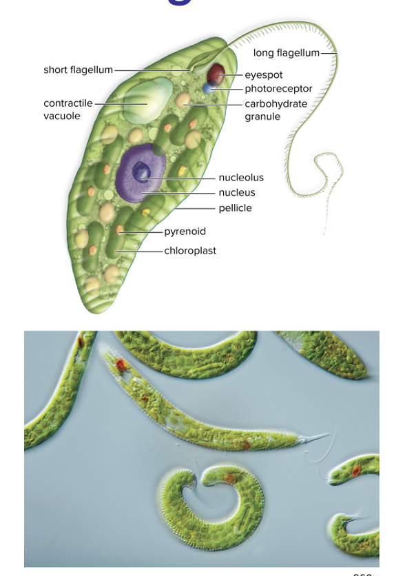 <p>part of euglenozoans and then supergroup excavata </p>