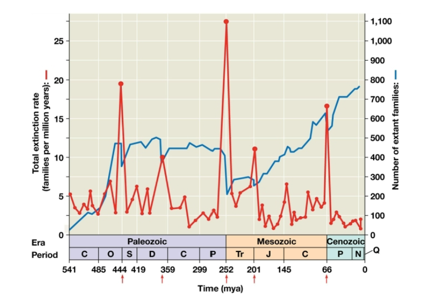 <p>The big five mass extinction events </p>