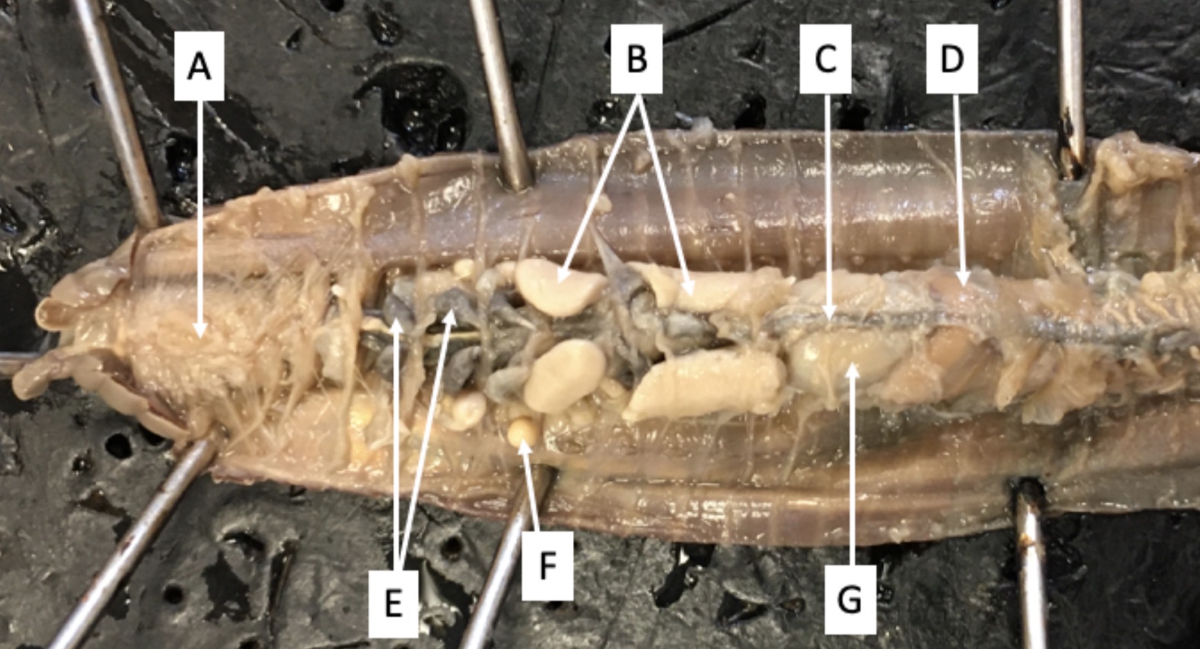 <p>Identify structure C</p>