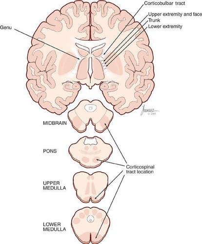 <p>corticospinal tract and corticobulbar tract </p>