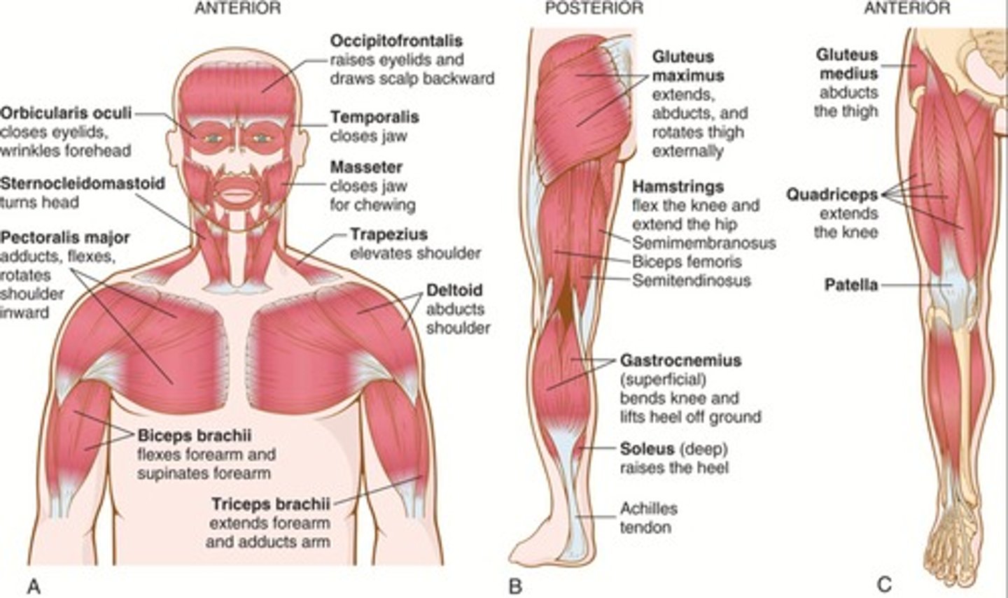 <p>Striated muscles, smooth muscles, and cardiac muscles</p>