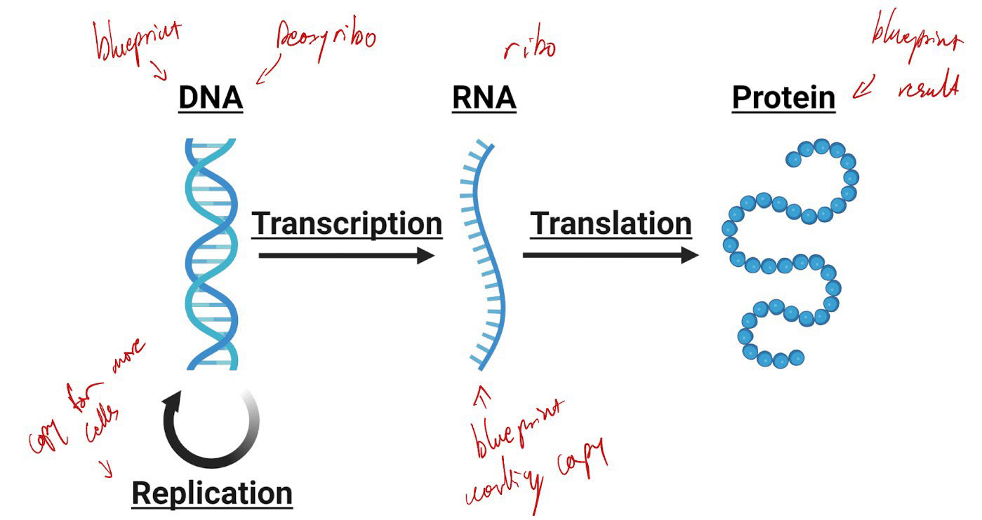 <p>Hypothesis which describes the flow of genetic information in the cell</p><p>DNA (replicable) → Transcription → RNA → Translation → Protein</p>