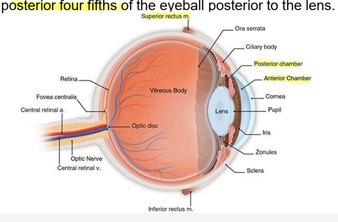 <ul><li><p>anterior</p><ul><li><p>space between cornea ant and iris/pupil post</p></li><li><p>aqueous humor</p></li></ul></li><li><p>post</p><ul><li><p>between iris/pupil ant and lens &amp; ciliary body post</p></li><li><p>aqueous humor</p></li></ul></li><li><p>vitreous chamber</p><ul><li><p>post. 4/5of eyeball post to lens</p></li><li><p>vitreous humor</p></li></ul></li></ul><p></p>