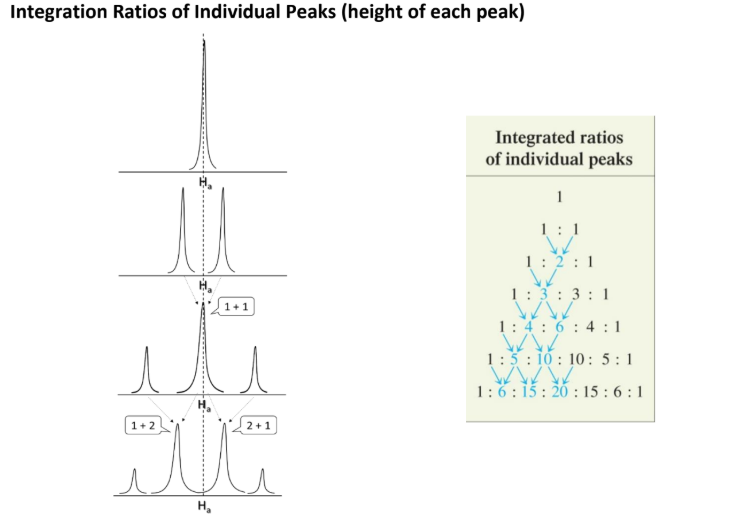 <p><strong>Integration _____ of Individual Peaks</strong></p><ul><li><p>utilizes<span style="color: blue;"><strong> pascals triangle. </strong></span></p></li></ul><p></p>