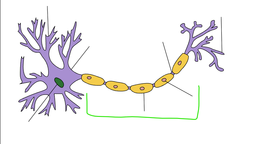 <p>components of a neuron</p><ul><li><p>transmits electrical impulses called<strong> action potentials</strong></p></li><li><p>output arm of the neuron</p><ul><li><p>signals leave the cell body </p></li></ul></li></ul><p></p>