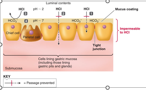 <p>1) The luminal membranes of the gastric mucosal cells are impermeable to H+, so the HCl and proteases cannot penetrate the cell membranes. </p><p>2) The cells are joined by tight junctions that prevent HCl from penetrating between them to get to the lamina propria. </p><p>3) A mucus coating over the gastric mucosa serves as a physical barrier to acid penetration. (prevents acid and proteases from coming in contact with the cells). </p><p>4) The HCO3- rich mucus also serves as a chemical barrier that neutralizes acid in the vicinity of the mucosa. Even when luminal pH is 2, the mucus pH is 7. The mucus is alkaline-rich and provides a chemical barrier. IF any acid can penetrate and get close to these cells, the acid is neutralized by a thick paste of alkaline mucus. </p>