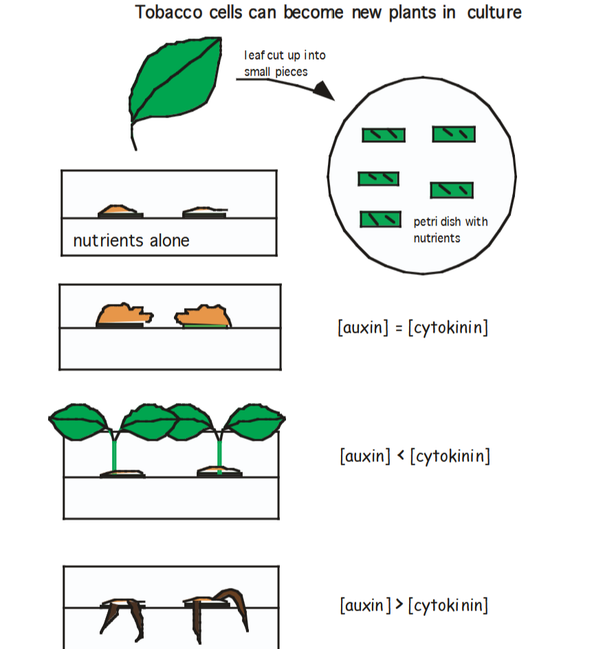 <p>Embryos can be generated only by cells that are <em>totipotent</em>. This is true of animals or plants. Dolly the sheep was made using these cells.</p><p>Before a <em>parenchyma </em>cell can obtain a new identity it must <strong>de-differentiate </strong>. A set of cells that are extracted from a carrot and then grown in the type of media that induces them them to form embryos would produce plants that are closer to genetically identical to one another than plants that arise from "selfing", which is when a plant egg cell is fertilized by a sperm cell from the same plant.&nbsp;</p><p>Auxin travels from the shoot to root of the plant (whereas cytokinin travels from root to shoot). Callus grown in media with more cytokinin than auxin will form shoots and not roots.</p>