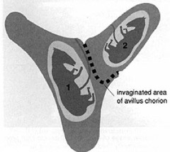 <p>Describe this pregnancy</p>