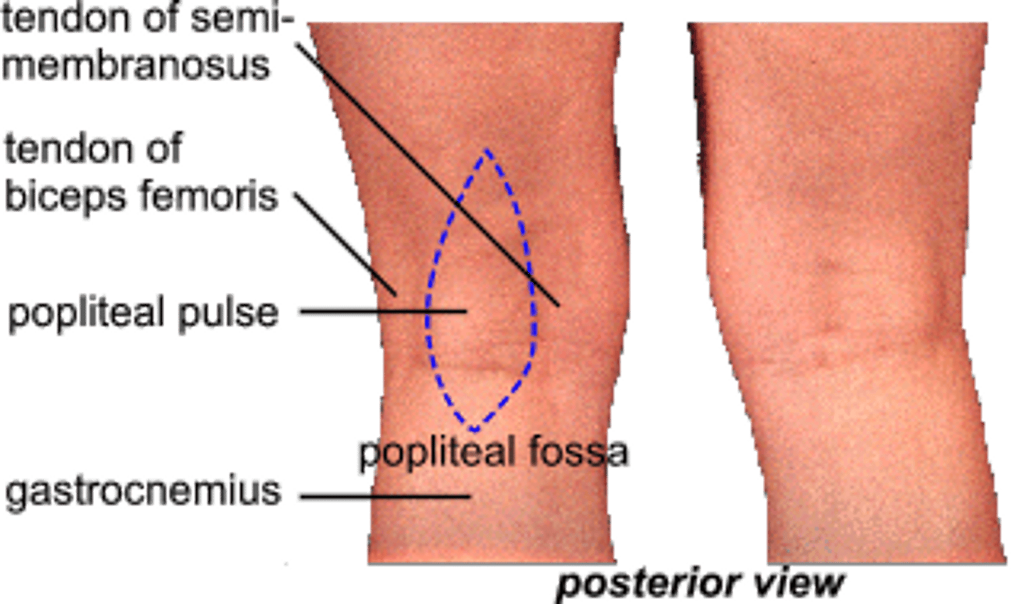 <p>back of knee</p>