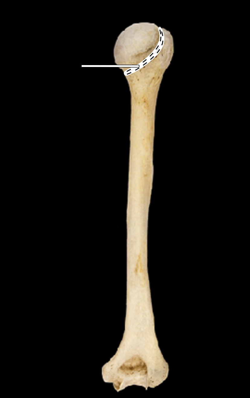 <p>posterior view</p>
