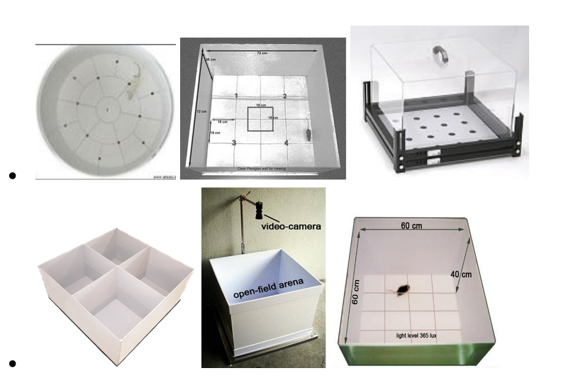 <p><span style="background-color: transparent;">Activity/ Exploration, Response to Novelty, Anxiety</span></p>