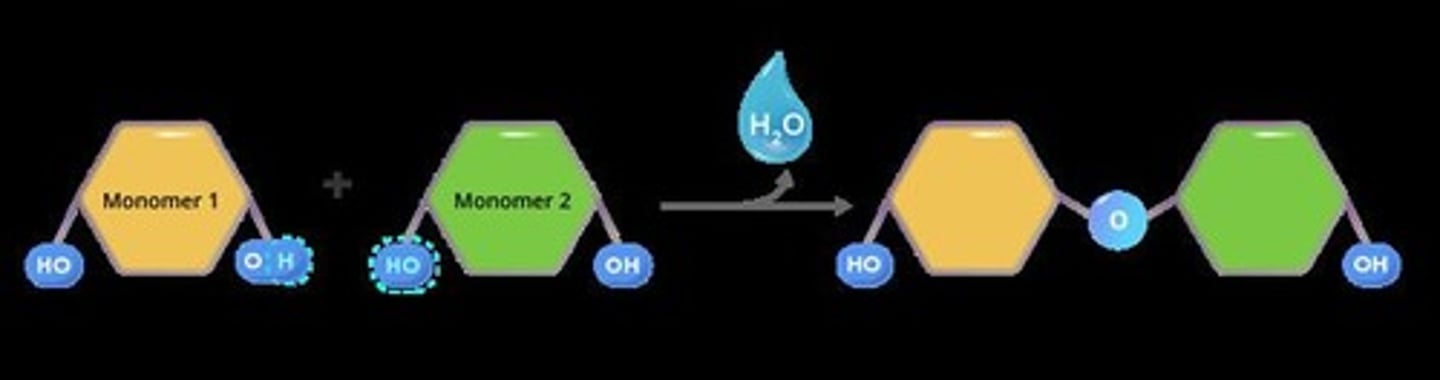 <p>A chemical reaction that links monomers together to form polymers, resulting in the release of water.</p>