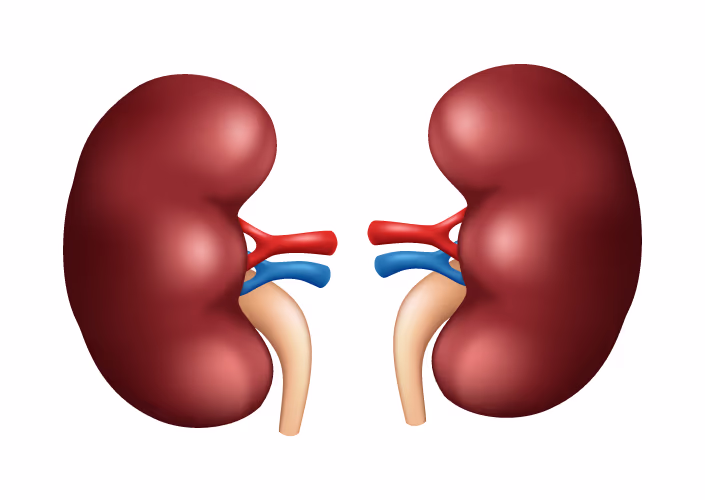 <p>kidneys</p><p>urinary</p>