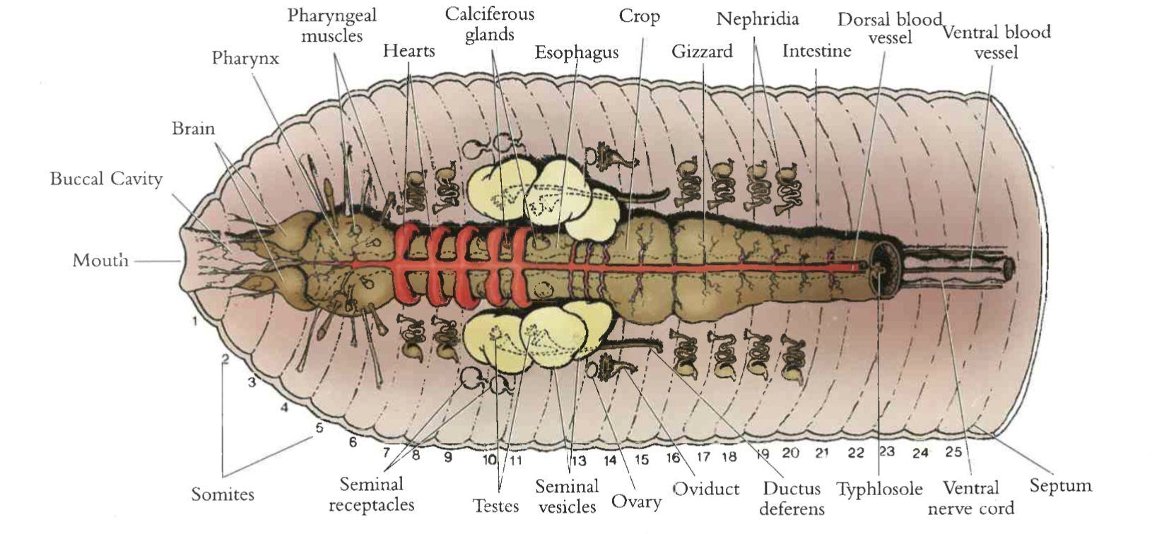 <p>a thick muscular organ in an earthworm’s digestive system that mechanically grinds up soil, sand, and organic matter</p>