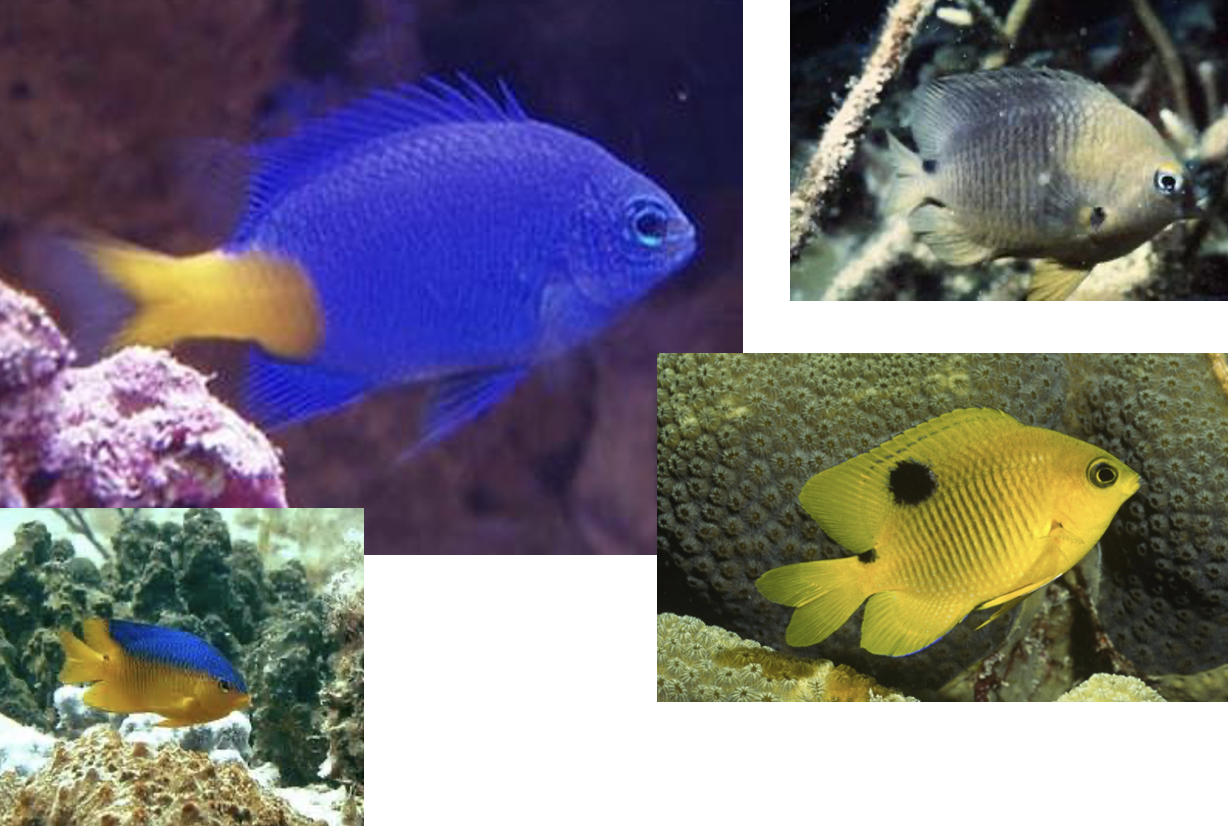 <p>small colorful reef fish</p>