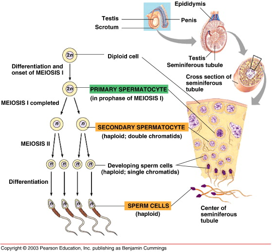 <ul><li><p>Through Meiosis II </p></li><li><p>Each secondary spermatocyte undergoes this to produce 4 haploid spermatids</p></li></ul><p></p>