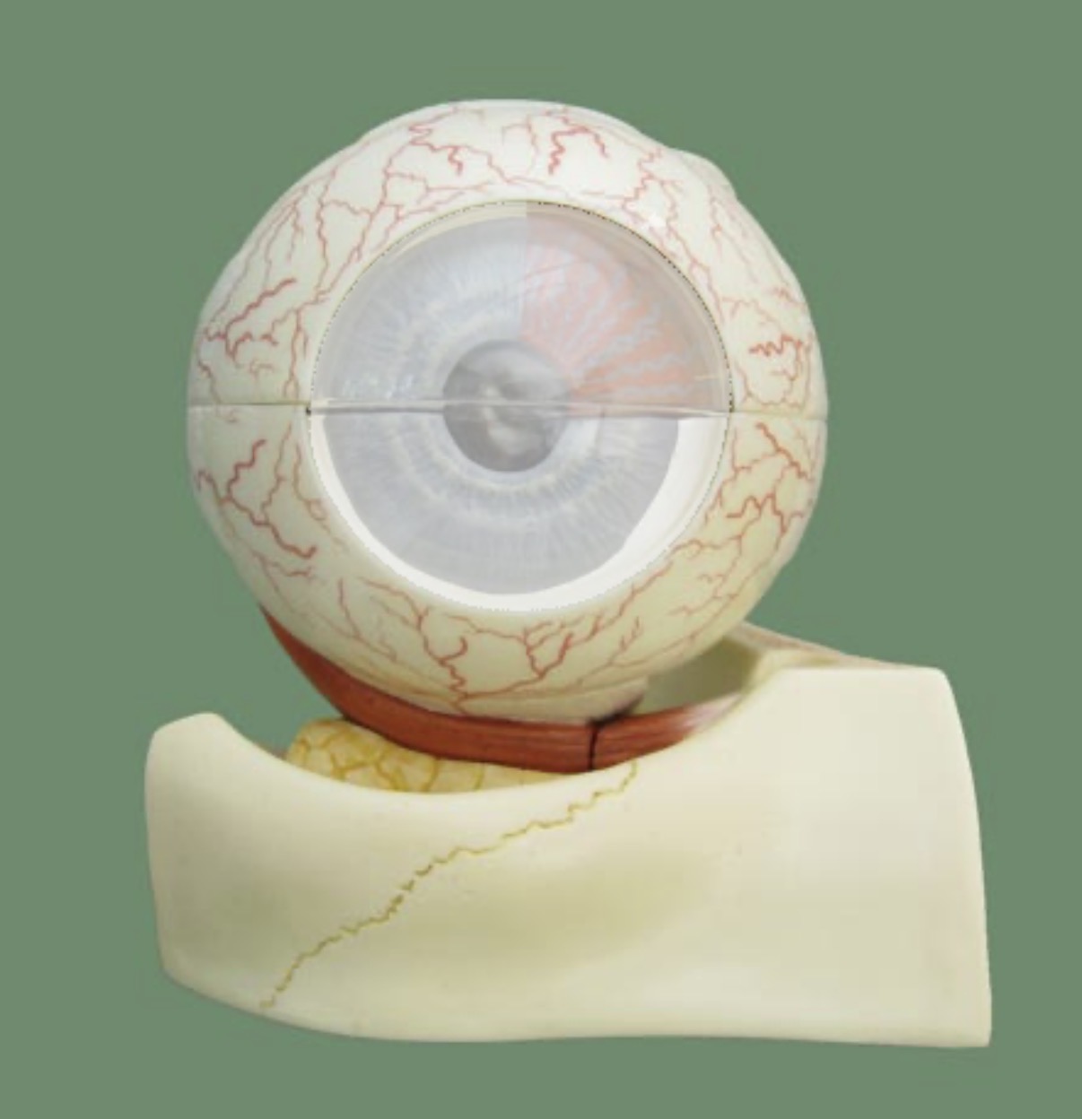 <p>transparent front part of the eye that helps focus light </p>