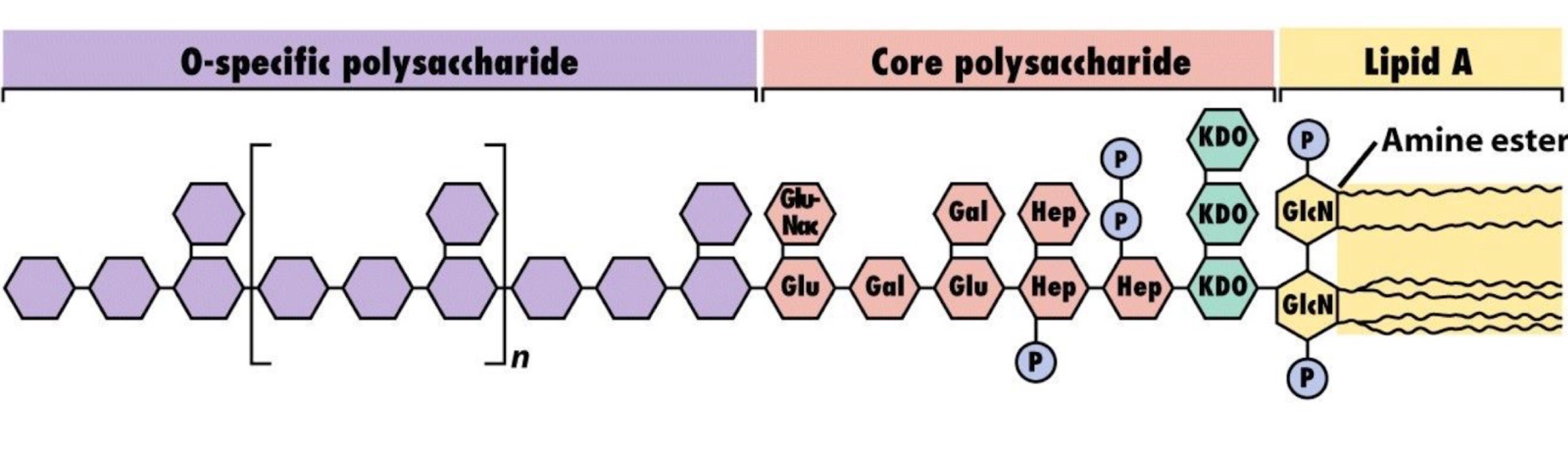 <p>1. <strong>Lipid A</strong> → confers toxicity </p><p>2.<strong> Core (R) antigen → </strong>provides structural integrity to the LPS molecule. </p><p>3. <strong>Somatic (O) antigen or O polysaccharide </strong>→ makes complex water soluble and enables immune recognition. </p><p></p>