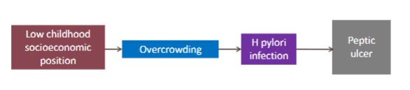 <ul><li><p>Low childhood socioeconomic position </p><ul><li><p>Overcrowding in home</p><ul><li><p>H pylori infection</p><ul><li><p>Peptic ulcer development </p></li></ul></li></ul></li></ul></li></ul><p></p>