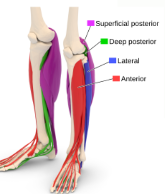 <p>anterior, lateral, posterior (superficial and deep)</p>