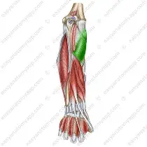 <p>Supinates forearm </p>