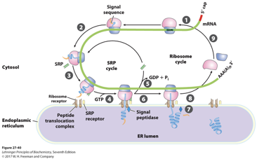 <ol><li><p>In the ER: Ribosomes on the rough ER synthesize proteins targeted for secretion or membrane insertion</p></li><li><p>ER Exit Sites (ERES) &amp; ERGIC: Proteins destined for transport are captured into COPII-coated vesicles. These vesicles leave the ER at specialized sites (ERES) and travel to the ER-to-Golgi intermediate compartment (ERGIC)</p></li><li><p>Golgi Complex: Vesicles from the ER fuse to form the cis-Golgi , where proteins are further processed, sorted, and packages, and move through the Golgi cisternae toward the Golgi network (TGN)</p></li><li><p>Post-Golgi Transport (TGN): The TGN acts as a sorting hub, packaing proteins into specific vesicles directed to their final destinations: lysosomes, the plasma membrane, or extracellular space</p></li></ol><p></p>