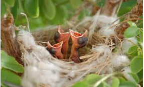 <ul><li><p>young naked, blind, helpless; require much parental care</p><ul><li><p>e.g., Passeriformes, Falconiformes, Piciformes, Apodiformes</p></li></ul></li></ul><p></p>