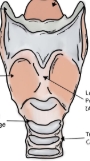 <p>Voice box, plays a crucial role in <strong>breathing, sound production, and protecting the trachea against food aspiration</strong>. It houses the vocal cords, which manipulate pitch and volume, allowing for speech. It is also involved in the cough reflex and is primarily composed of cartilaginous structures held together by ligaments and membranes. Additionally, it serves as a passageway for air between the pharynx and trachea</p>