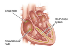 <p>1. specialized cardiac myocytes</p><p>2. working cardiac muscle myocytes</p>