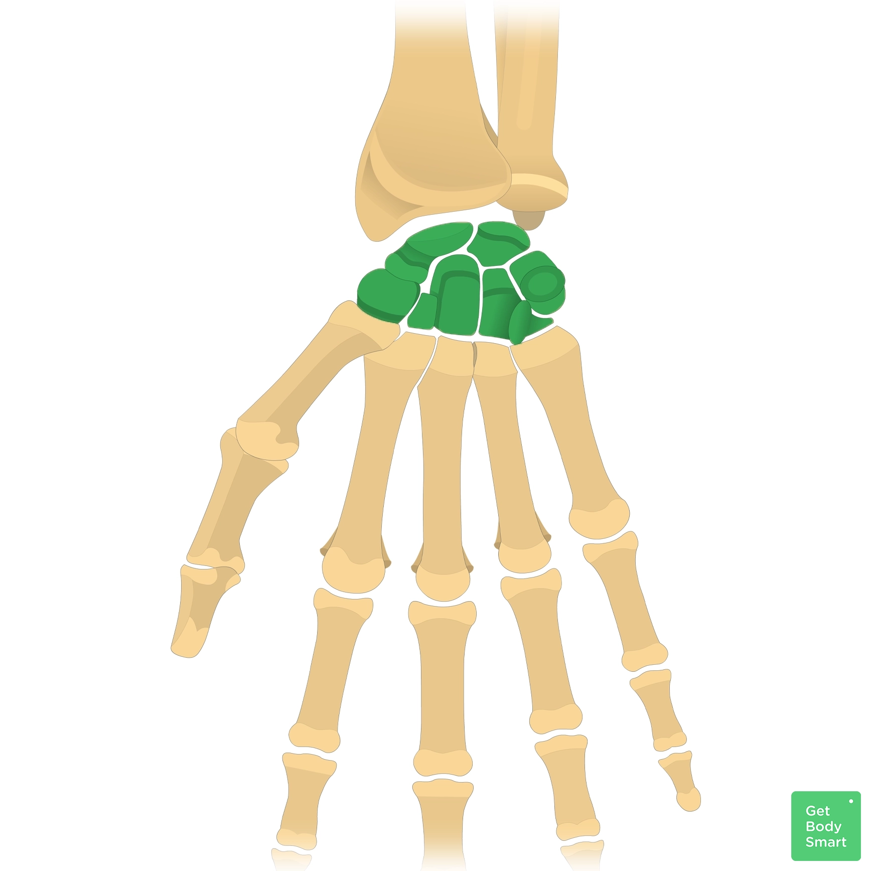 <p>What are the wrist bones called?</p>
