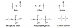 <p>Amide, Ester,Ether, Carbon carbon, phosphate ester, phosphoanhydride,</p>